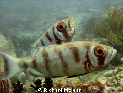 here's looking at you by Richard Mclean 